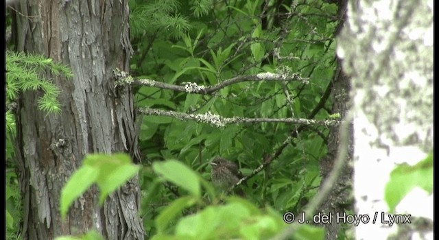 Daurian Redstart - ML201359671