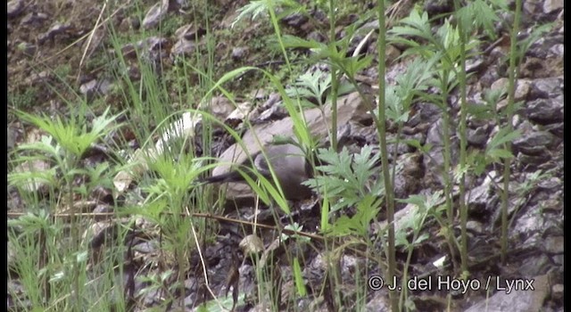 Eurasian Bullfinch (Baikal) - ML201359691