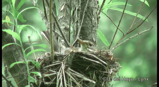 シロハラ - ML201359721