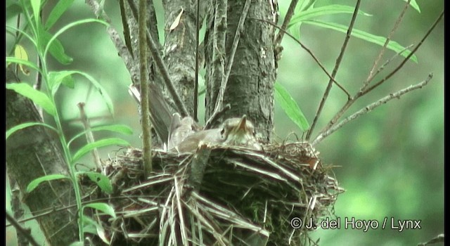 シロハラ - ML201359731