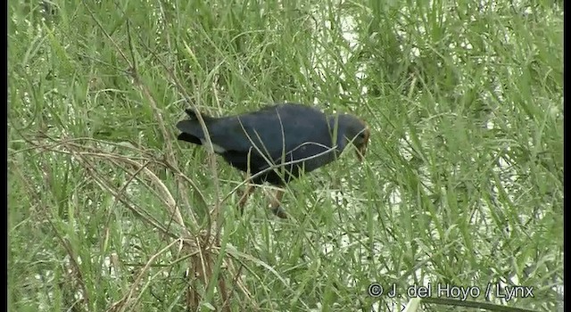 Gray-headed Swamphen - ML201359751