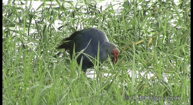 Gray-headed Swamphen - ML201359761