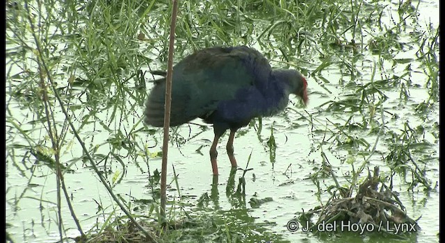 Gray-headed Swamphen - ML201359771