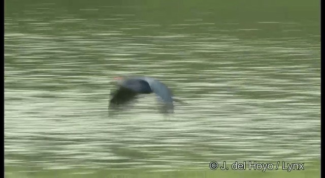 Gray-headed Swamphen - ML201359781