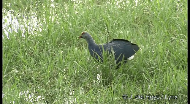 Gray-headed Swamphen - ML201359801