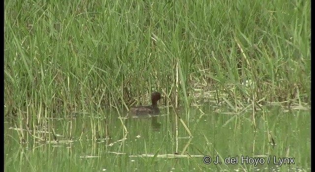 Little Grebe (Little) - ML201359831