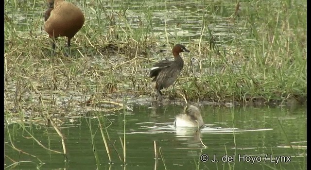 Grèbe castagneux (groupe ruficollis) - ML201359841