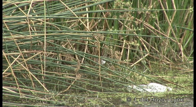 Bruchwasserläufer - ML201359851