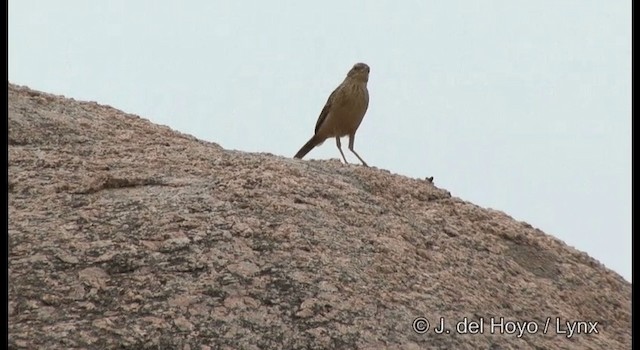 Long-billed Pipit (Indian) - ML201359871