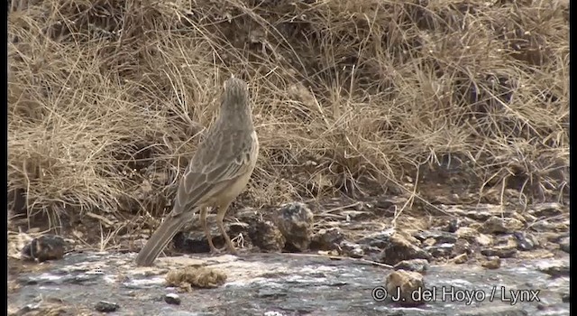 Long-billed Pipit (Indian) - ML201359891