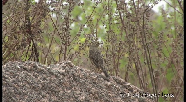 Long-billed Pipit (Indian) - ML201359901