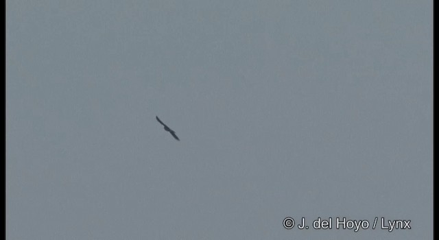 Peregrine Falcon (Shaheen) - ML201359911