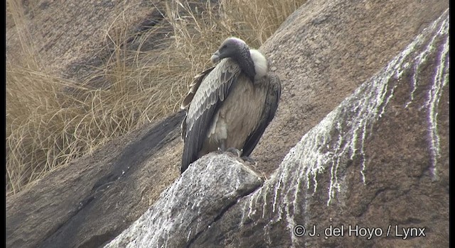 Indian Vulture - ML201359921