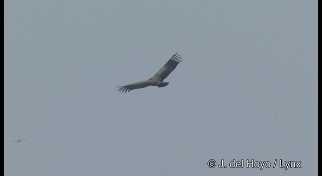 Vautour indien - ML201359931