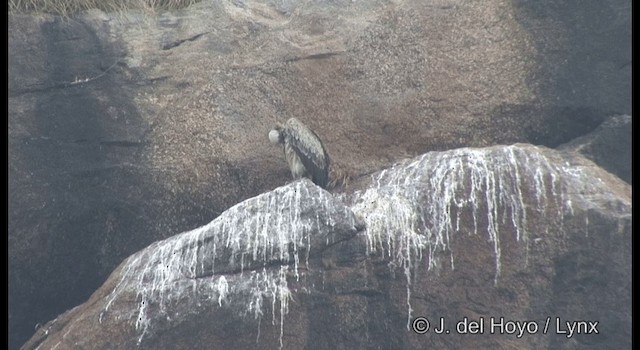 Indian Vulture - ML201359941