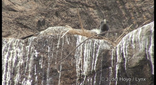 Indian Vulture - ML201359951