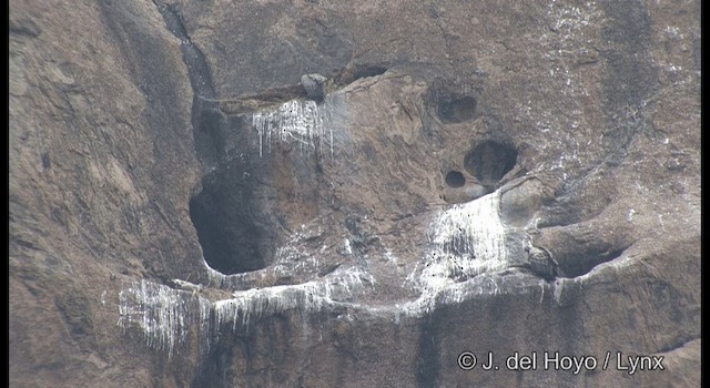 Indian Vulture - ML201359971