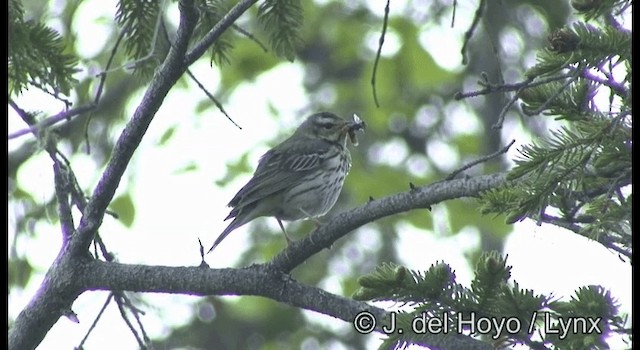 Pipit à dos olive - ML201360071