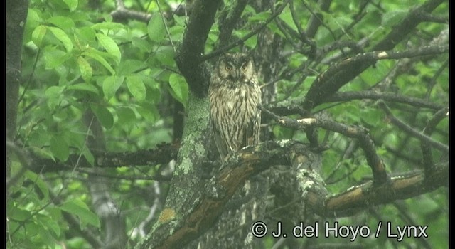 Kulaklı Orman Baykuşu (otus/canariensis) - ML201360111