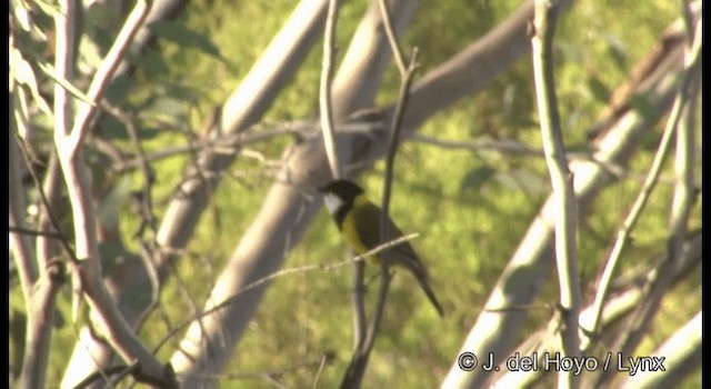 Golden Whistler (Western) - ML201360141