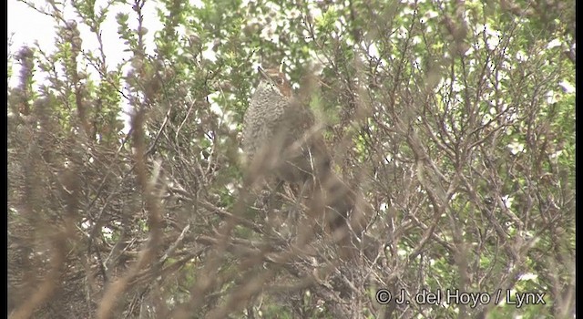 Rufous Bristlebird - ML201360151