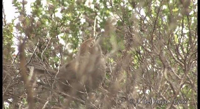 Rufous Bristlebird - ML201360161