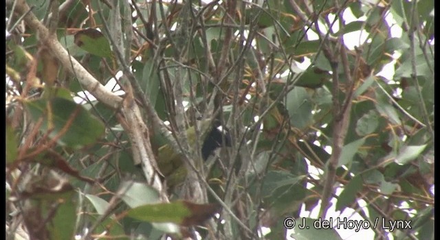 White-eared Honeyeater - ML201360191