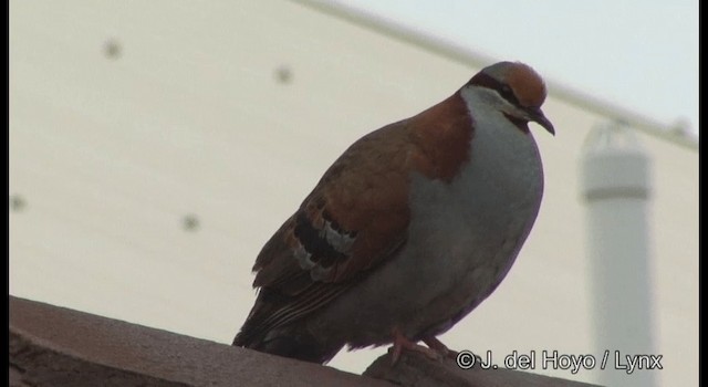 Brush Bronzewing - ML201360201