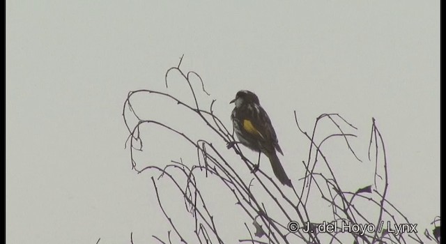 New Holland Honeyeater - ML201360211