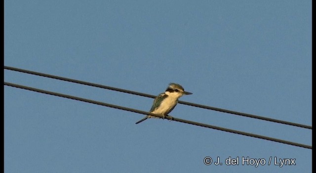 Red-backed Kingfisher - ML201360231