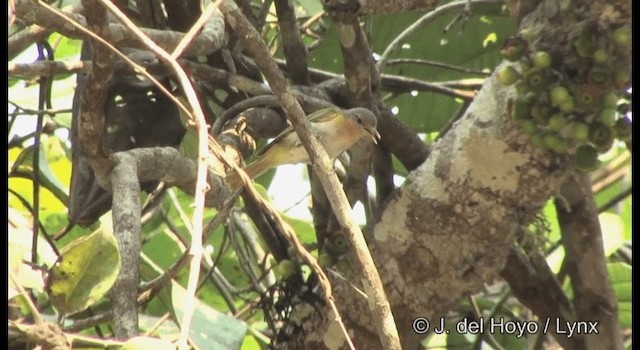 Buff-cheeked Greenlet - ML201360301