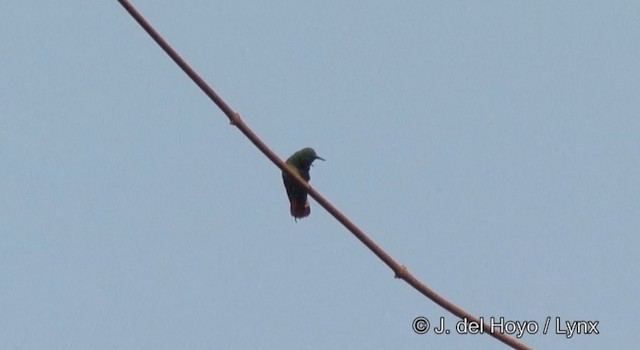 Fiery-tailed Awlbill - ML201360741