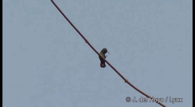 Kalkık Gagalı Kolibri - ML201360751