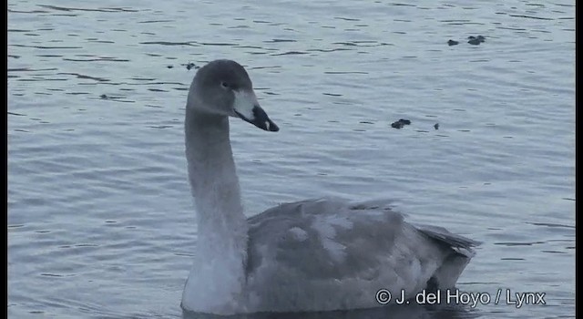 Whooper Swan - ML201360761