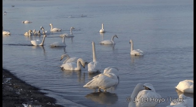 Whooper Swan - ML201360781