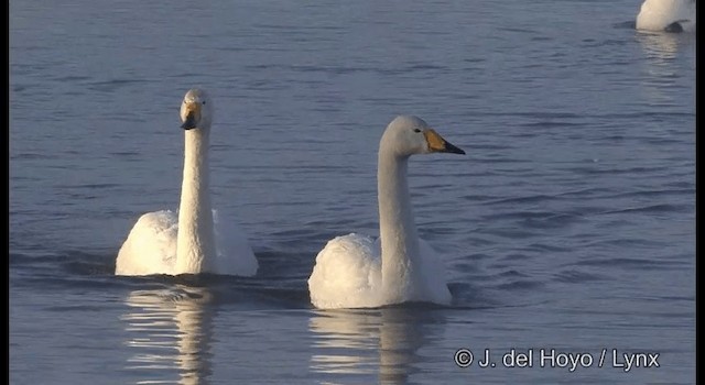 Singschwan - ML201360791