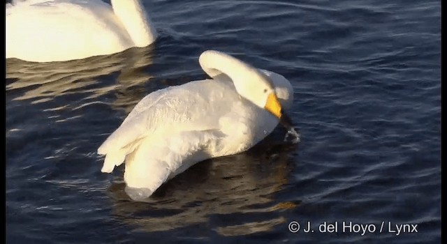 Singschwan - ML201360801