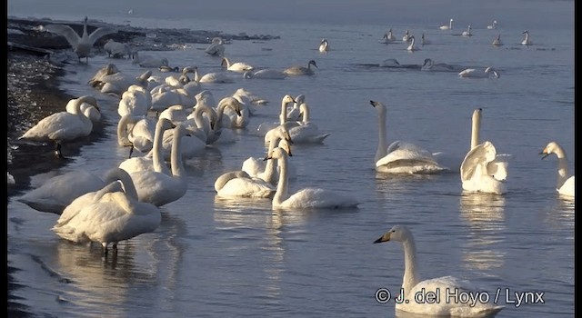 Whooper Swan - ML201360811