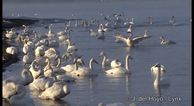 Whooper Swan - ML201360821