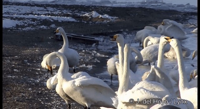 Whooper Swan - ML201360831