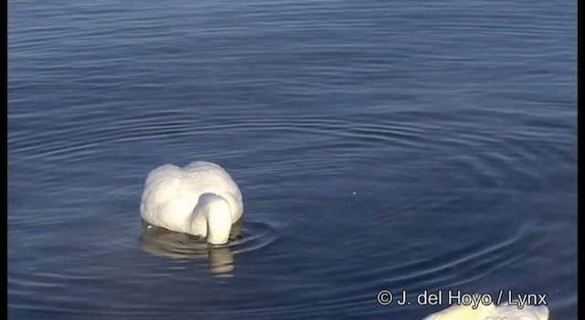 Singschwan - ML201360841