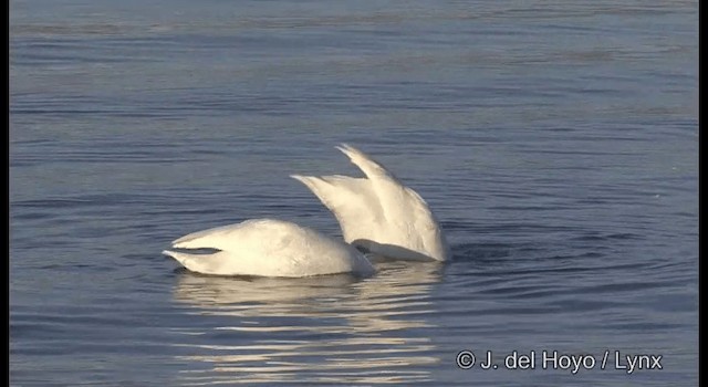 Whooper Swan - ML201360861