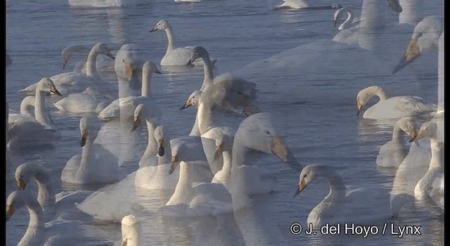 Whooper Swan - ML201360871