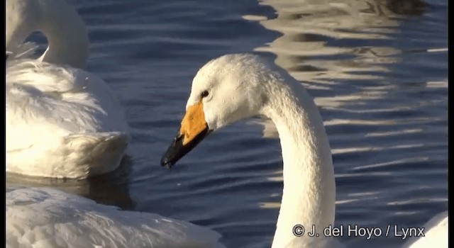 Singschwan - ML201360881
