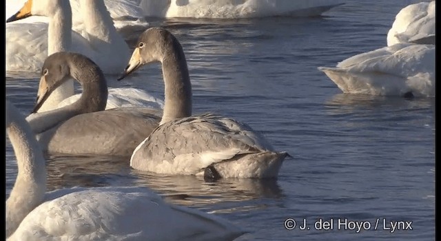 Whooper Swan - ML201360891