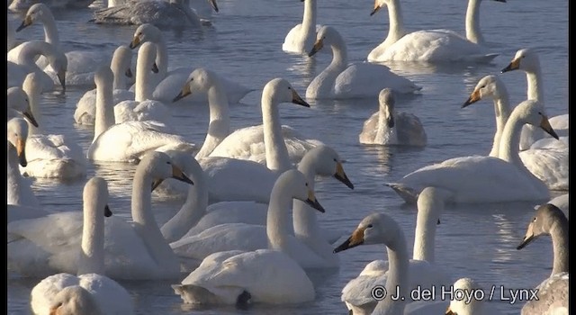 Whooper Swan - ML201360901