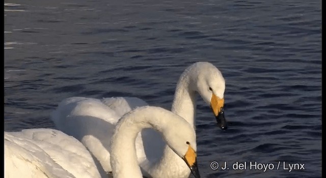 Whooper Swan - ML201360911