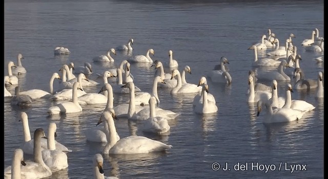 Whooper Swan - ML201360921