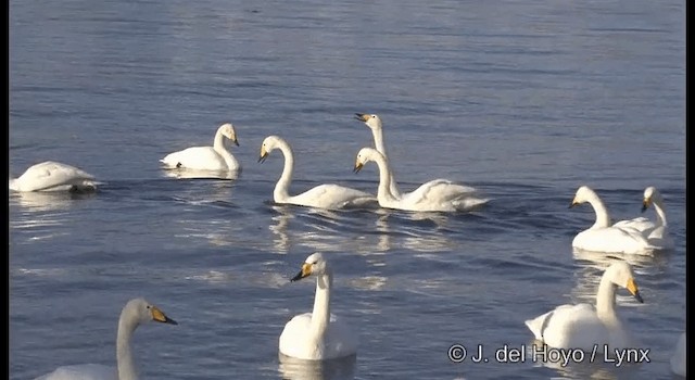 Whooper Swan - ML201360931