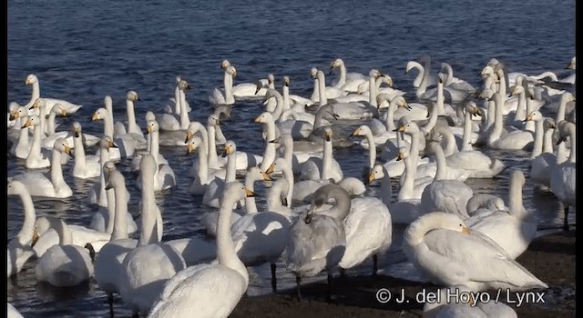 Whooper Swan - ML201360941